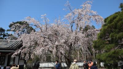 今年の桜は早かった！急転直下の京都花見旅行。