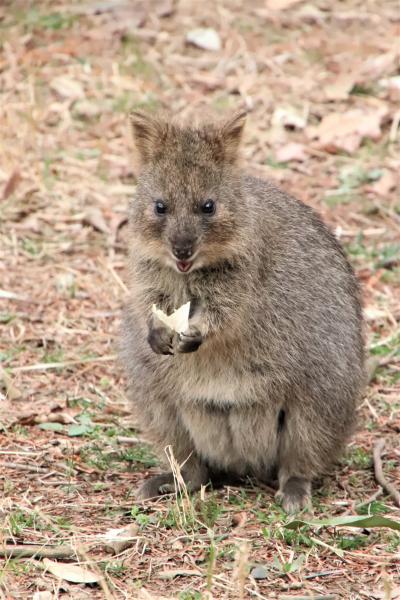 桜開花とこぶし満開の埼玉こども動物自然公園（前）大人しめだけど起きているコアラに会えた＆クオッカのピオニちゃん久しぶり～屋外ピリーくん見逃す