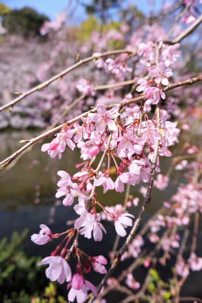 三島大社のしだれ桜と秩父宮記念公園の樹齢１３０年のイトザクラと箱根早川の桜　マリオット伊豆修善寺　温泉露天風呂付プレミアムルーム