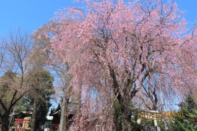 亀久保神明神社の紅枝垂れ桜