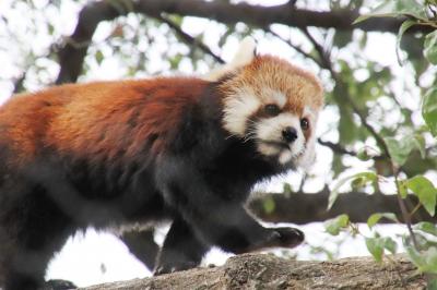 桜開花とこぶし満開の埼玉こども動物自然公園（後）カピバラ温泉とシカとカモシカの谷～間に合ったマヌルロック＆レッサーパンダ途中で一眼レフ壊れる