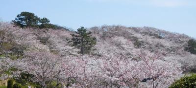 2021年3月　山口県山陽小野田市　竜王山の桜は満開でした。