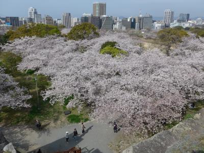 桜満開の福岡城さくらまつり２０２１に行ってきました!!(*^-^*)