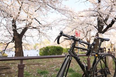 大塚～王子～上野  桜サイクリング