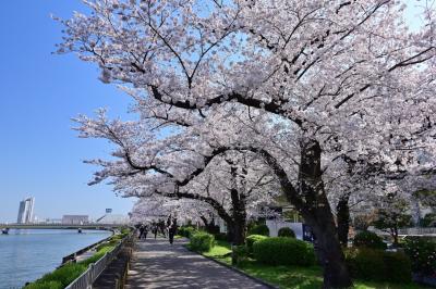 ぷらっと東京さんぽ《Scene.5》～隅田川を彩る墨堤の桜～