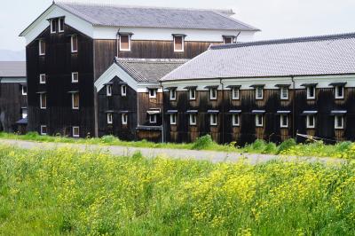 20210326-1 京都 伏見の松本酒造まで、菜の花見に行きます。ちうか、撮りに行きます。