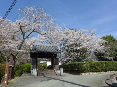 桜巡り！ 葛城古道・九品寺