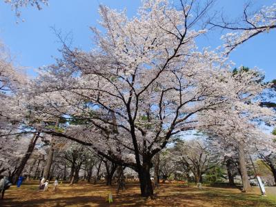 大宮公園で純粋に花見を堪能