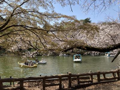 桜満開！井の頭公園と写真家ドアノー/音楽/パリ観覧記
