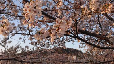 【お散歩テケテケ】晩御飯はいつもの所、桜見ながら歩きましょう。<梅田川川岸>