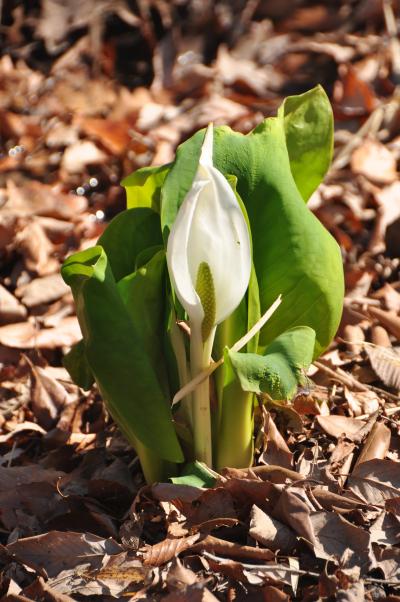 春にウキウキ！　水芭蕉 と カタクリの花