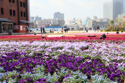 みなと横浜、春の花散歩・・・