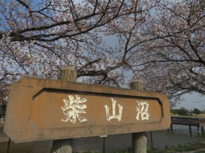 白岡市の「柴山沼」で桜を見ながら散策してから「柴山伏越」と「ガーデンプレイス・花のワルツ」へ