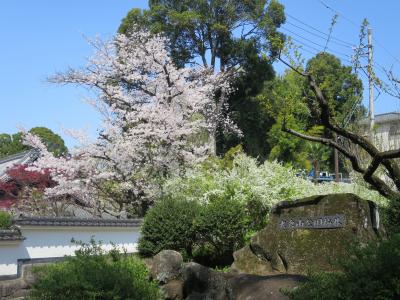 横浜・大倉山公園　桜と春の花