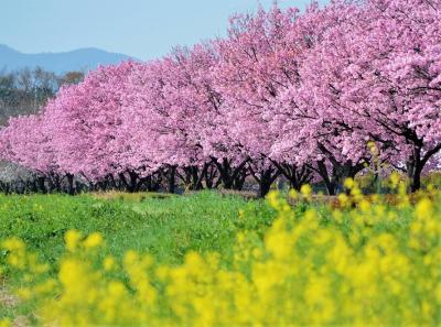 中山道本庄宿、春の風物詩(お花見）