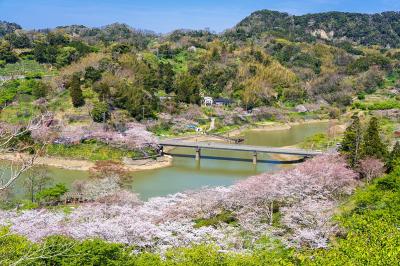 佐久間ダム湖親水公園の桜