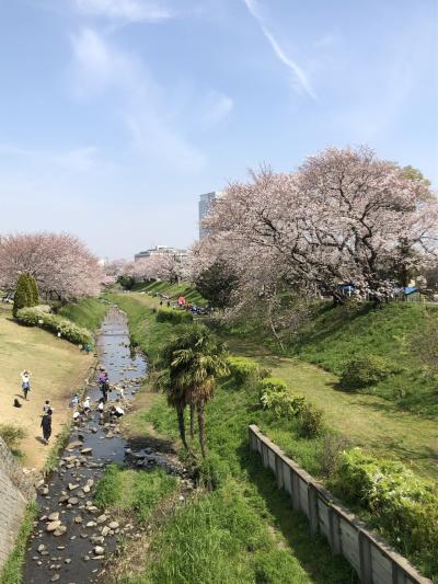 まさかの2年連続のコロナ禍でのお花見！