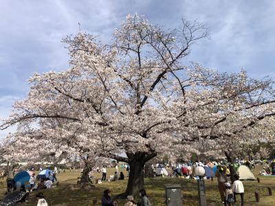 万博公園サクラ祭り2021　＋ご近所のサクラ巡り