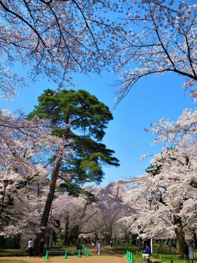 さくら名所100選 「大宮公園」の桜 2021/3/27