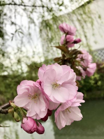 柳川城堀と桜と「さげもん」めぐり