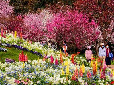 春爛漫！　里山ガーデンフェスタと川和町の菜の花畑