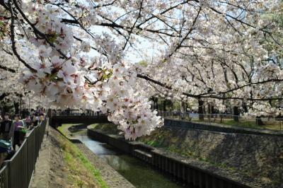 都内のお花見名所　善福寺川緑地の桜