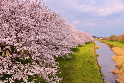 うきは市の流川桜並木