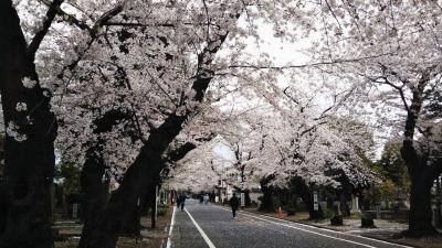 PHO的東京神出鬼没♪スタバ上野公園店がスタバ日医大店になった道すがら、左側だけを写してみたらお花見