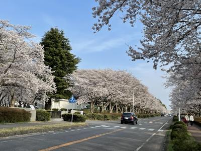 さんぽ道。　～３月～