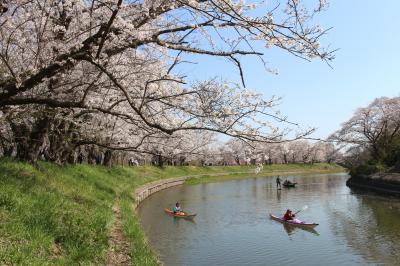 春が来た、福岡堰の桜を見に行ってみました。