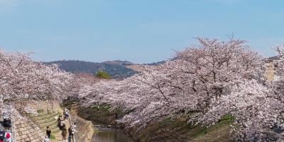 桜まつり