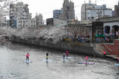 今年の大岡川の桜