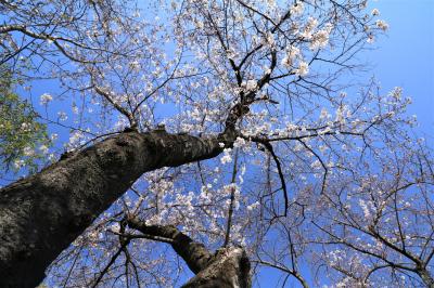 まだ咲きはじめと分かっていても桜は見たくなる♪　城山公園＆安城公園＆みよし市のみよし池♪