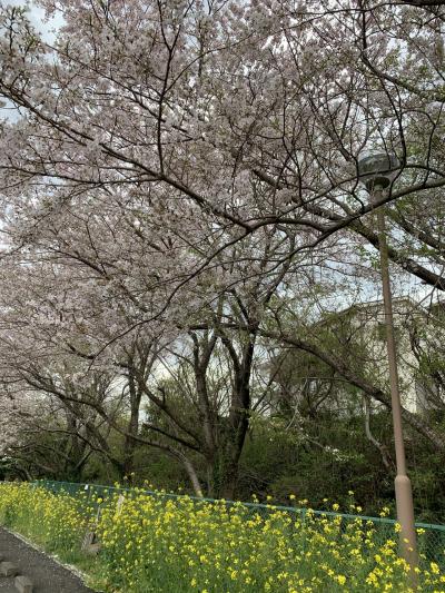 思いがけず桜の名所&#8265;︎