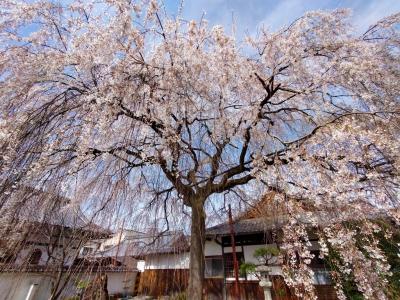 春の「京の冬の旅非公開文化財特別公開」で満開の桜も