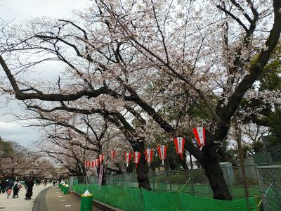東京２０２１桜　【１】上野公園