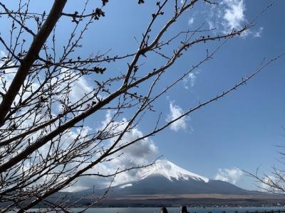 山中湖の桜は、まだ蕾でした