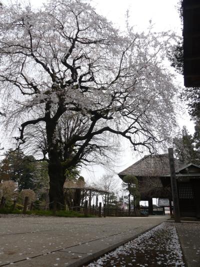 館林 桜 に関する旅行記 ブログ フォートラベル 群馬県 館林 桜 に関する旅行記 ブログ フォートラベル 群馬県