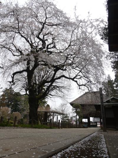 「茂林寺」の枝垂れ桜_2021_見頃終盤、散り始めていました（群馬県・館林市）