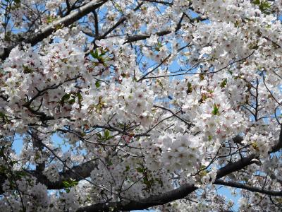 ２０２１年３月・4月　山口県山陽小野田市　須恵健康公園の桜の移り変わり