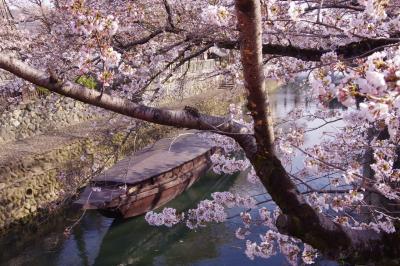 ギリギリまで天気予報や桜の開花情報とにらめっこしながら決めた、お花見ドライブ旅行 in 岐阜 & 愛知