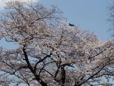 2021年3月のゆめみがさき動物公園のさくらと小動物