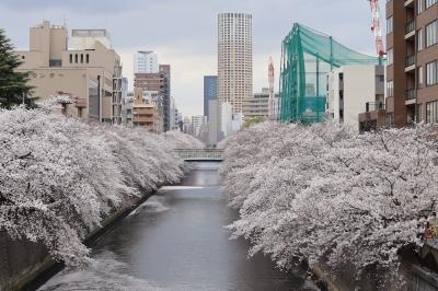 目黒川の桜見　春の嵐到来寸前に