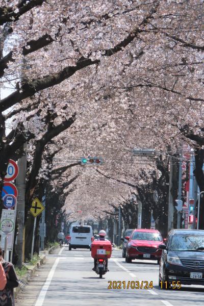 満開の桜のトンネル