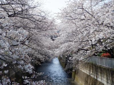 Ｌ　ＭＡＲ　２０２１　　プチ花見・・・・・④東中野付近の桜