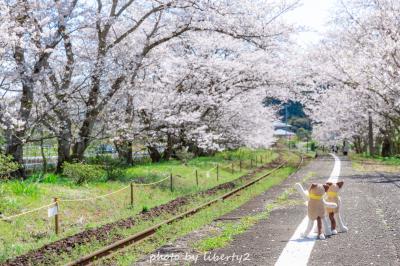 桜の駅・桜の里・菜の花畑・・・たびねこカンパニーの旅絵本in伊万里