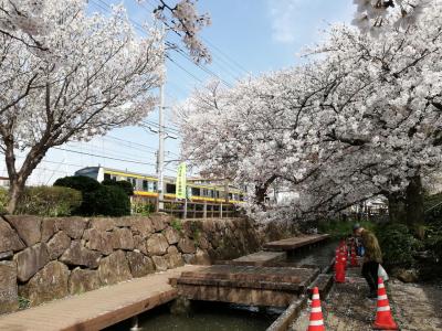 二ヶ領用水宿河原堀の桜 