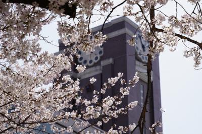 20210329-1 京都 京都大学時計台の裏の桜
