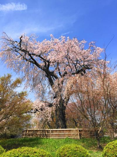 京都桜紀行：前編