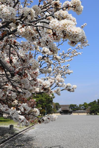 京都桜紀行：後編